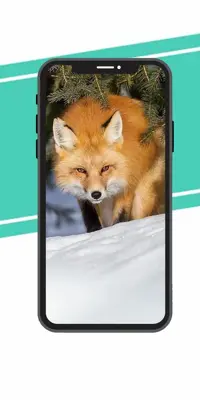 fox Wallpaper android App screenshot 3